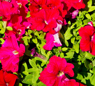 在阿曼的花和花园春天的色彩