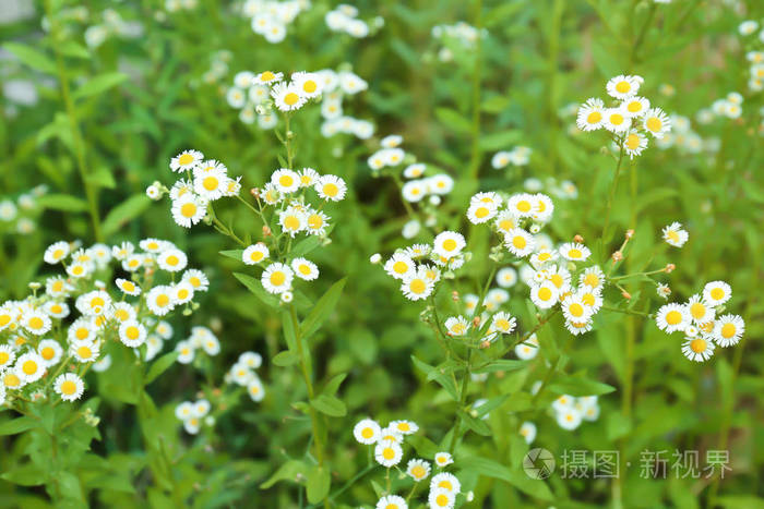 美丽洋甘菊花领域