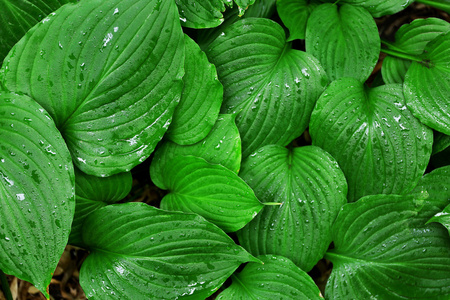 特写高级园丁手拿剪刀或剪刀修剪和修剪绿色玫瑰树篱在家后院观赏花园