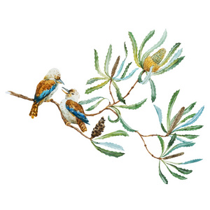 澳大利亚翠鸟鸟图片