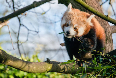 火狐狸小熊猫照片