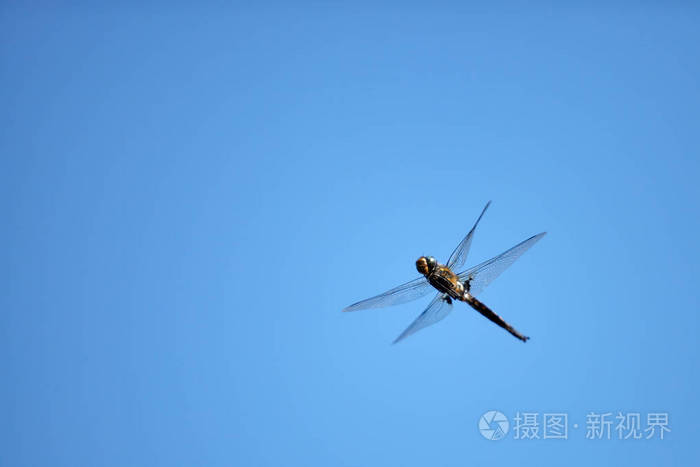 大蓝天蜻蜓图片