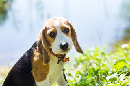 比格犬。小狗在公园散步