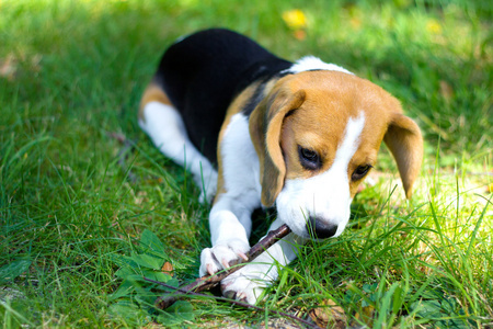 小猎犬小狗嚼一个分支在绿色的草地上