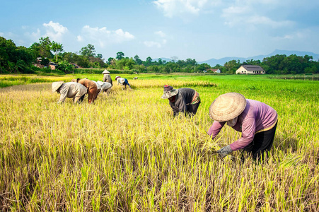 水稻稻草甸越南: 在越南的稻叻省收割水稻的农民照片