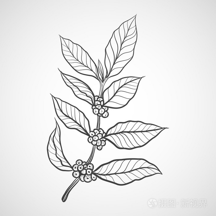 咖啡与咖啡叶植物插画-正版商用图片0eyt15-摄图新视界