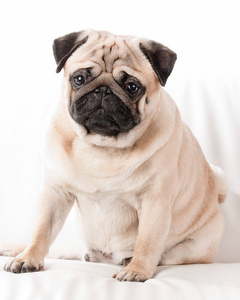 隔离的哈巴狗美丽的哈巴狗, 狗坐在白色的隔离照片