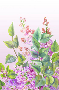 布什与水彩的丁香。由韩绘花卉背景