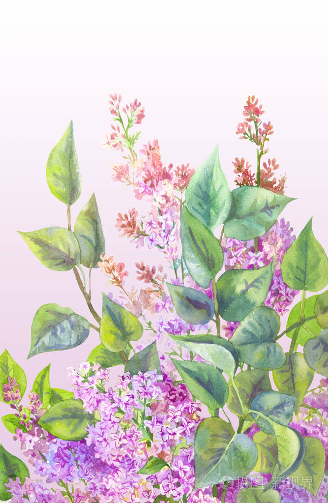布什与水彩的丁香由韩绘花卉背景