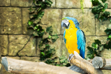 一个蓝色和黄色的金刚鹦鹉 ara ararauna 坐在树枝上，佛