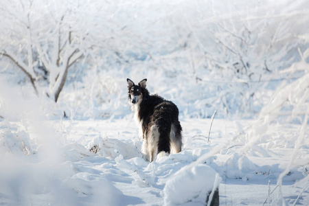 黑色和白色的俄罗斯猎狗站在雪地上的冬季背景