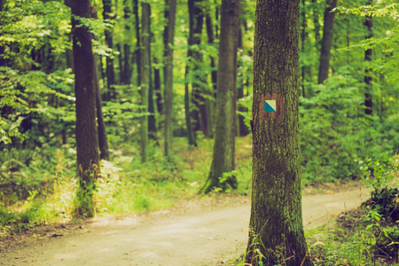 Trail 标志画在夏季森林树的树皮上的旧照片