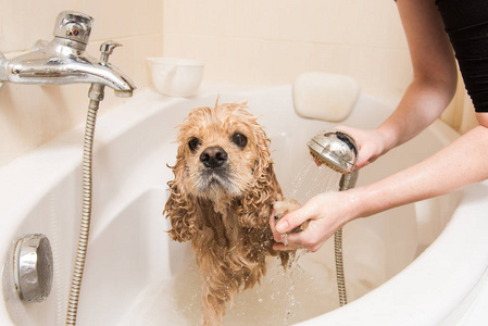Grumer 洗狗与泡沫和水