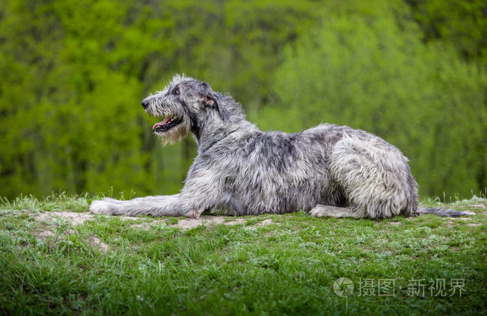 爱尔兰猎狼犬躺在绿色的草地上
