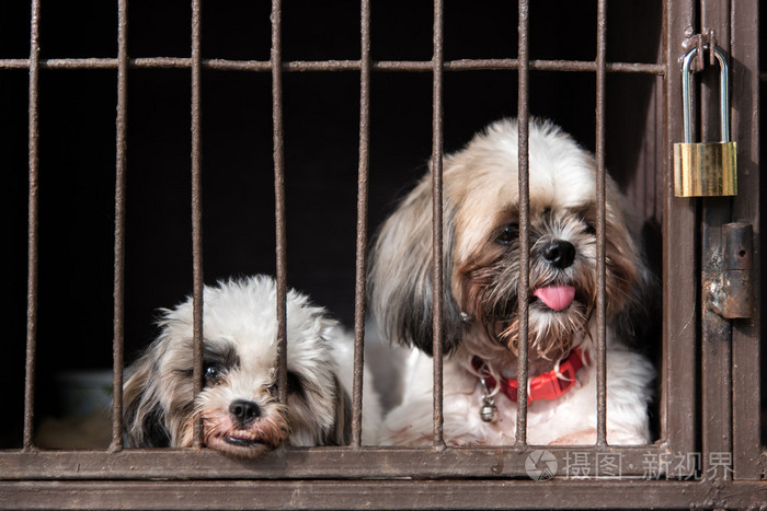 关在笼子里的狗