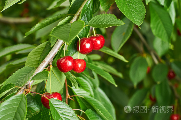 成熟的樱桃生长在树上