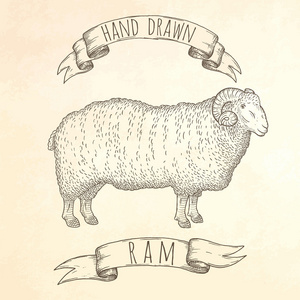 Ram 手绘制的插图