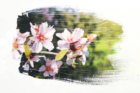 樱桃树的梦幻和抽象的形象。双重曝光效果