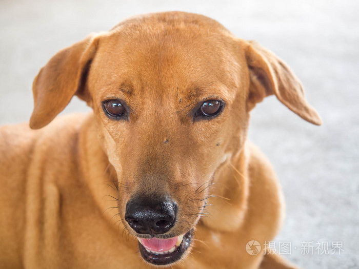 关闭了棕褐色狗的脸