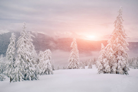 魔法杉树被在山中的雪覆盖着