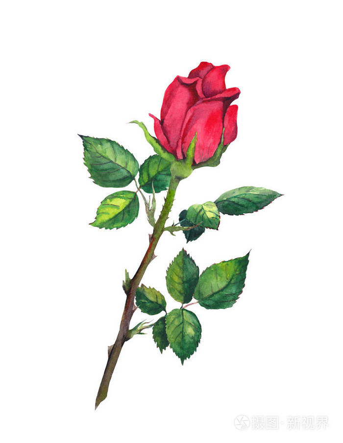 红玫瑰芽与叶-一花在茎.水彩
