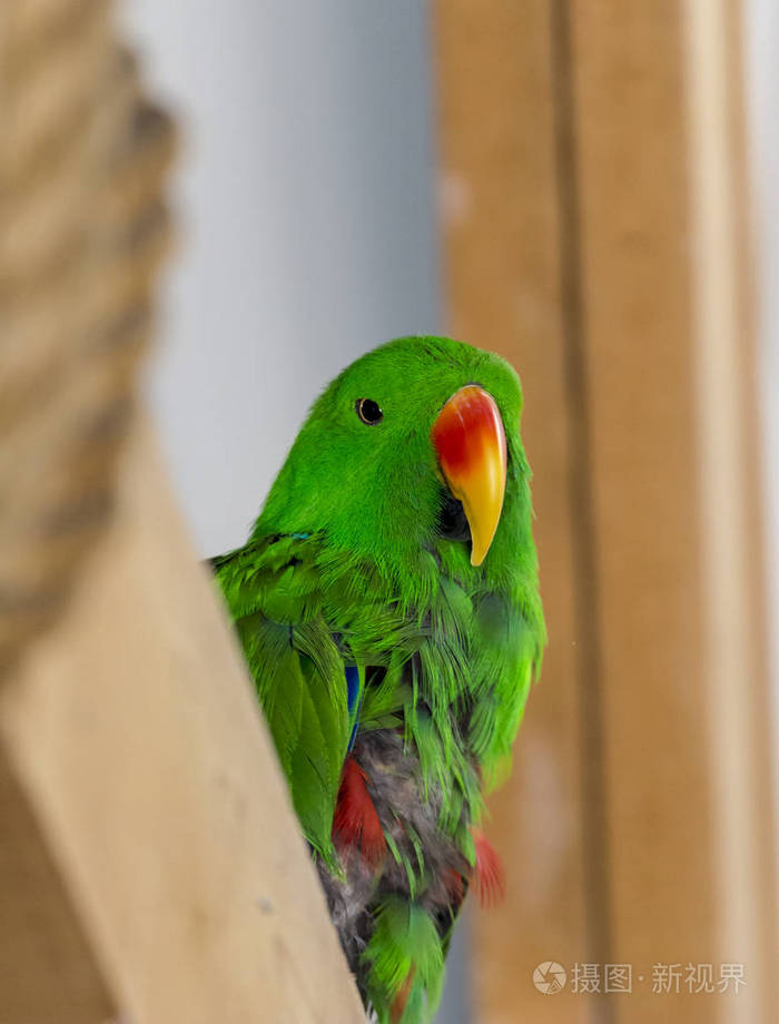 七彩绿鹦鹉肖像