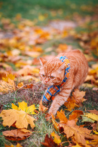 在秋天的英国短毛猫红猫