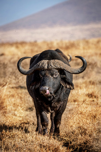 水牛城漫游 Ngorogoro 弹坑附近