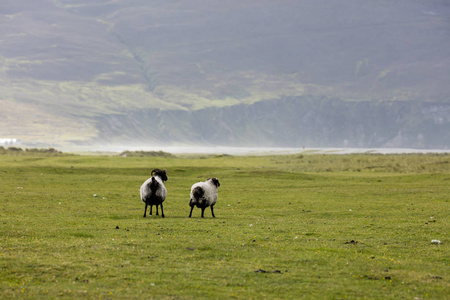 在爱尔兰的羊