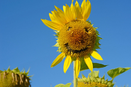微笑的向日葵图片