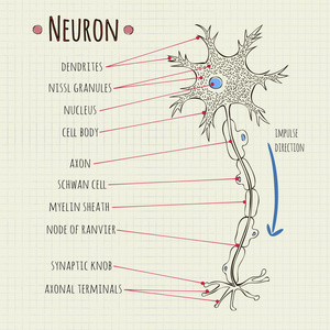 矢量图神经元图表