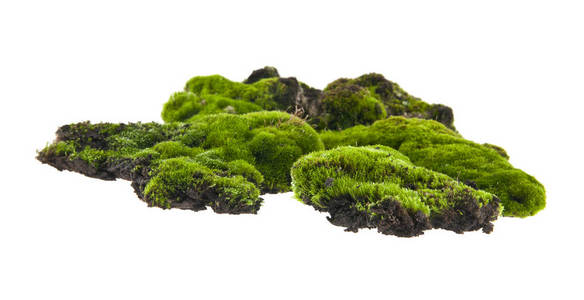 孤立在白色背景上的青苔照片