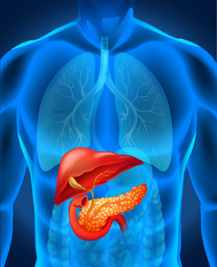 胰脏癌在人体内照片