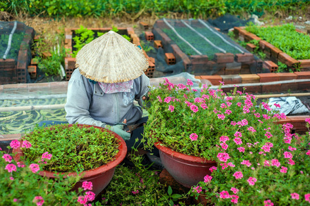 胡志明市城市越南 妇女在她的花卉农场工作, 在胡志明市市, 越南