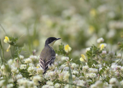 西黄鹡 Motacilla 韧带, 克里特岛