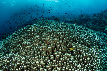 巨大的珊瑚群和蓝色水