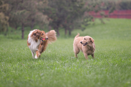 苏格兰牧羊犬和金毛狗