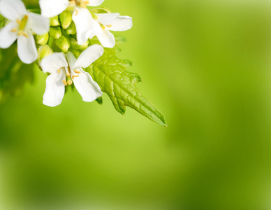 美丽的白色鲜花边框