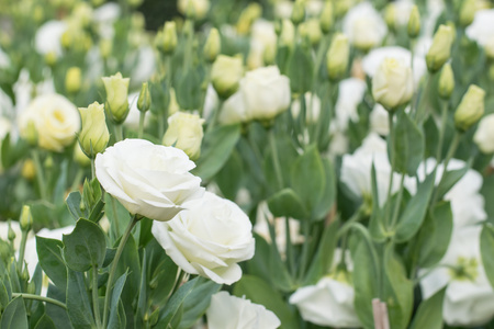 特写橙色和白玫瑰花园里的花红边白玫瑰.城市花园里盛开的红边白玫瑰.