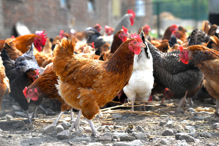 在传统的自由范围家禽农场的鸡只照片