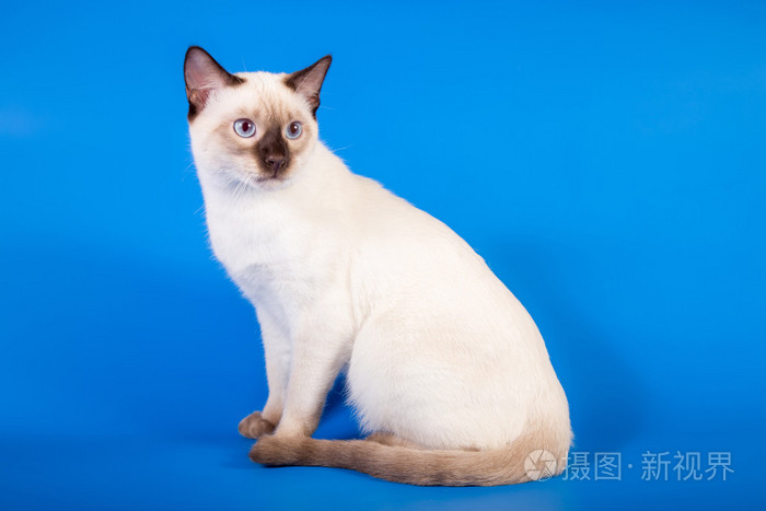 泰国在蓝色背景上的猫