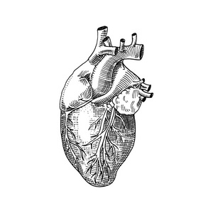 人类生物学，器官解剖图。刻的手绘在旧素描和复古的风格。详细的心脏或灵魂的身体