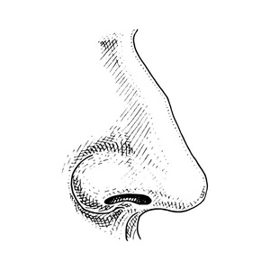 人类生物学，器官解剖图。刻的手绘在旧素描和复古的风格。脸上详细的鼻子