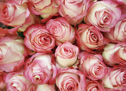 漂亮的鲜粉红色玫瑰花背景照片