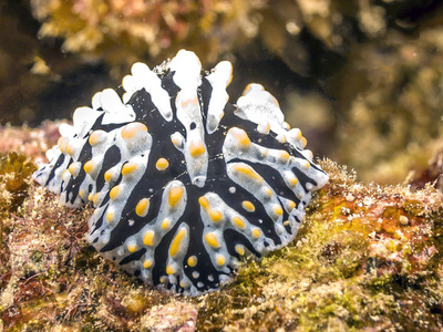 珊瑚礁 Phyllidia varicosa