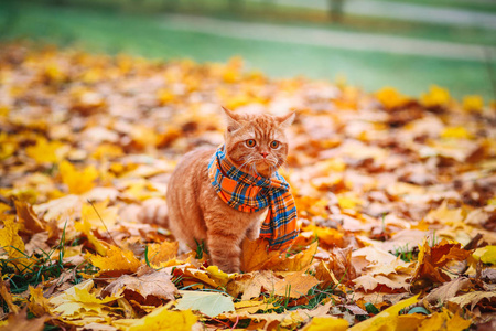 在秋天的英国短毛猫红猫