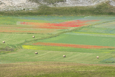 在 Castelluccio 中开花