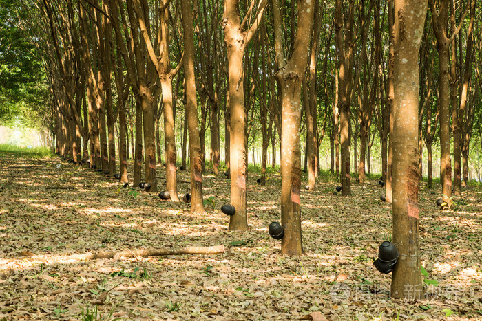 攻丝橡胶树橡胶树种植在森林经济