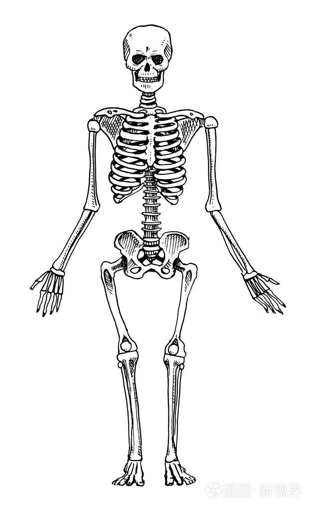 人体骨骼图简笔画图片