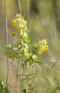 Rhinanthus 小